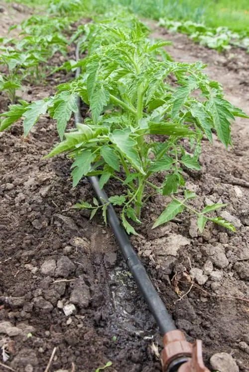 Tomaten water geven