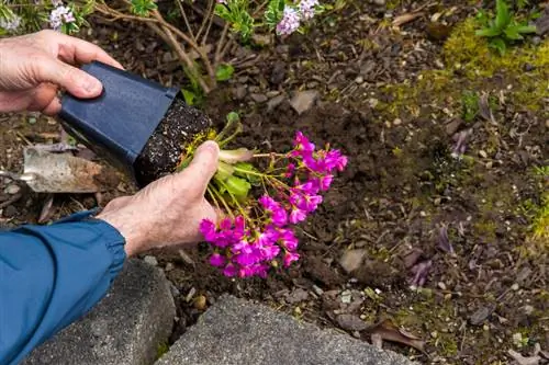 Propageer porseleinblomme