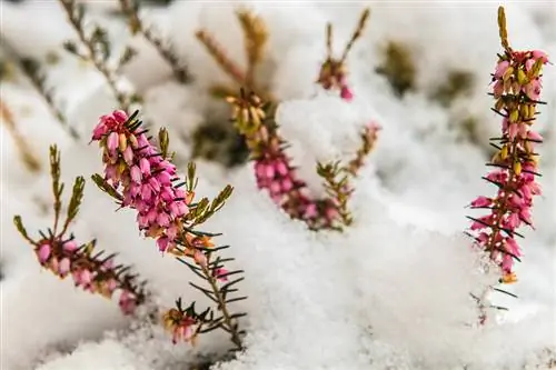 Erica rustica: quali specie sono resistenti al gelo?