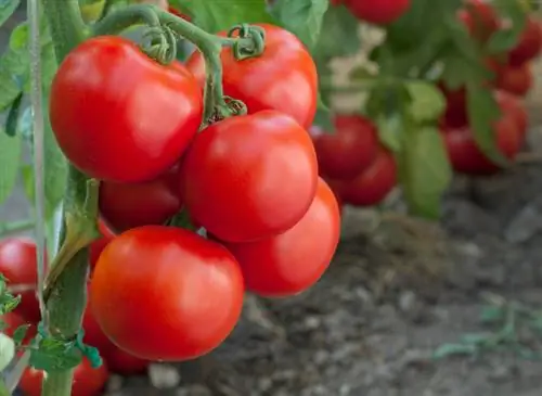 Struiktomaten: hebben ze het echt nodig?