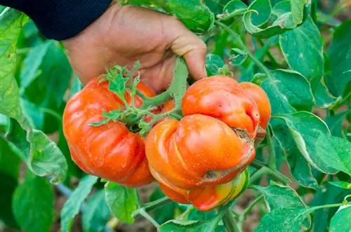 I pomodori marciscono brunamente commestibili