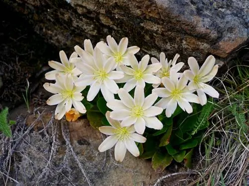 Rosas de porcelana venenosas.