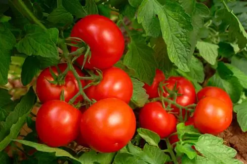 Maximiser les tomates en grappe