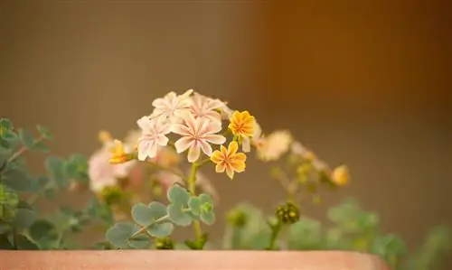 Cuidado de las rosas de porcelana