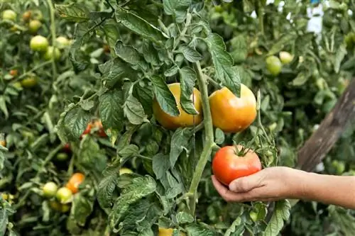 Tomaten terugsnijden