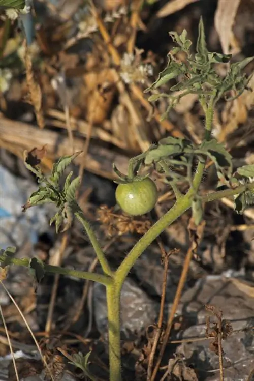 Tomaten groeien niet