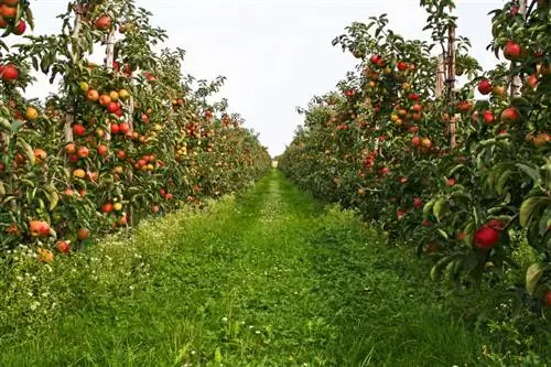 Apple tree hedge