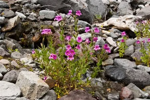 Flores de malabarista resistentes: tipos, cuidados y propagación