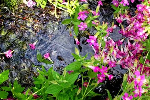 La riva fiorita del giocoliere