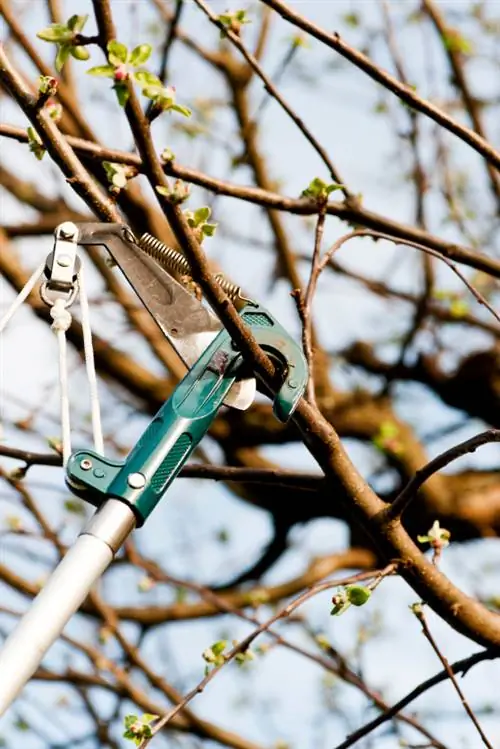 Winter pruning apple tree