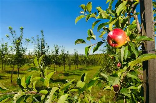 Apple tree properties