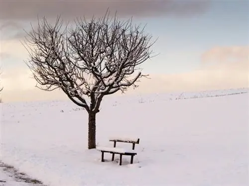 Overwinter apple tree