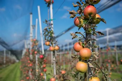 Apple tree development