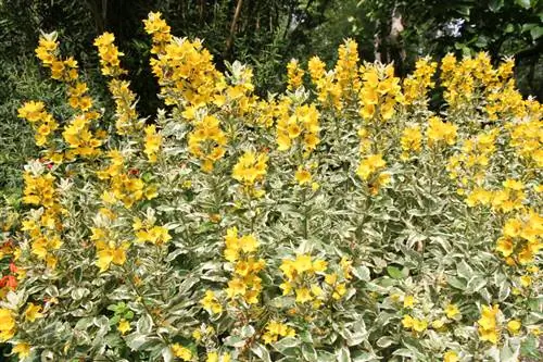 Cortar goldfelbrich: cómo mantener la planta bajo control