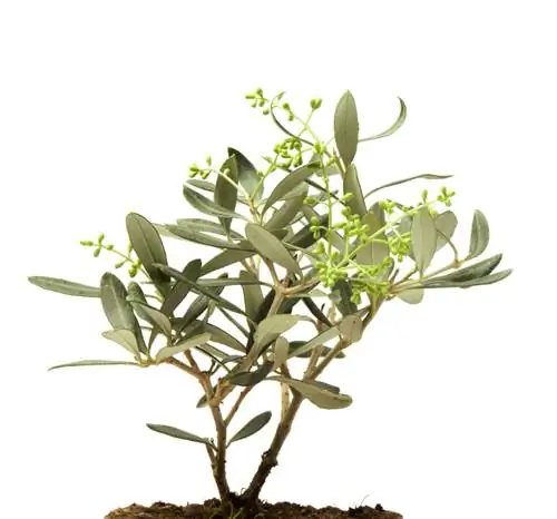 Plant olive tree