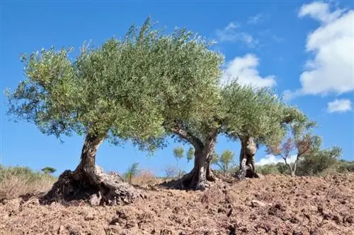 رعاية شجرة الزيتون