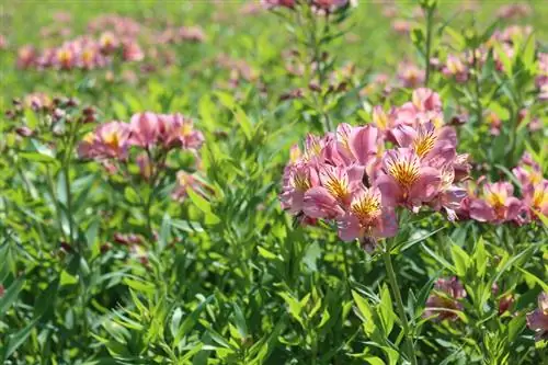 Plant Alstroemeria