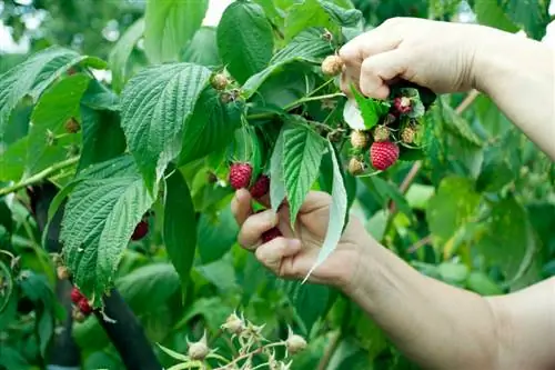 Raspberries አካባቢ