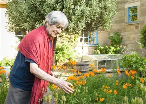 Cura del lliri d'Alstroemeria: consells per a la joia del jardí exòtic