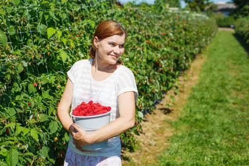 Malč maline