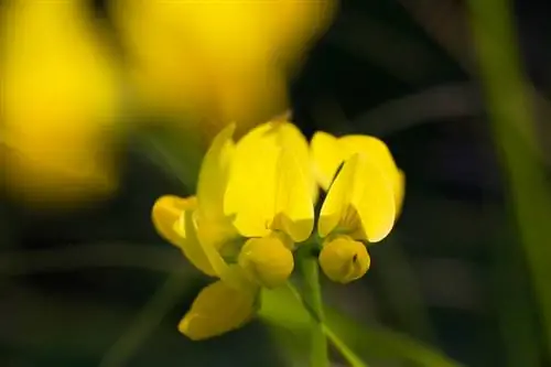 Horn trefoil მახასიათებლები