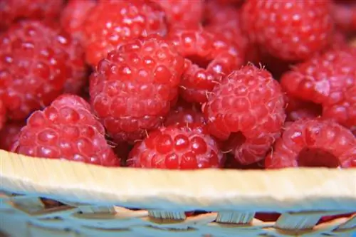 Raspberries without seeds