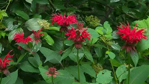 ভারতীয় নেটলগুলির জন্য একটি অবস্থান নির্বাচন করা: আপনার কী বিবেচনা করা উচিত?