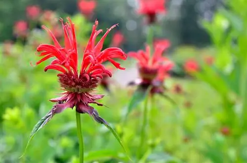 Plant Indiese brandnetel suksesvol: ligging en instruksies