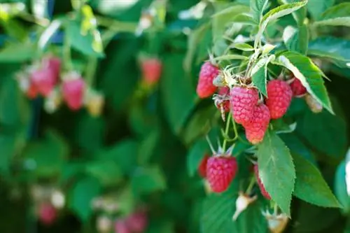 Fertiliser les framboises