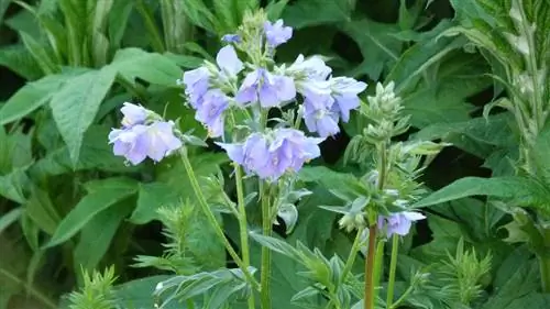 Jacob's Ladder-verzorging: tips voor gezonde en weelderige vaste planten