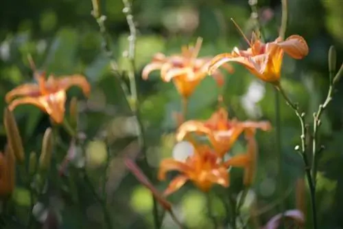 Alstroemeria žiemą: apsaugos priemonės ir priežiūros patarimai