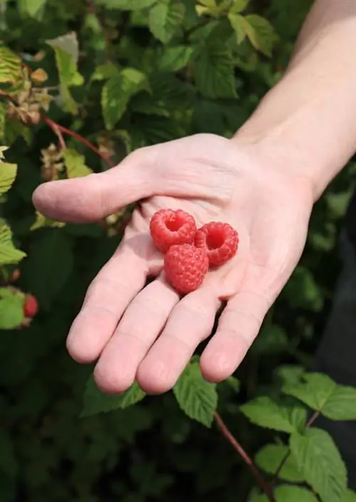 Raspberries balcony