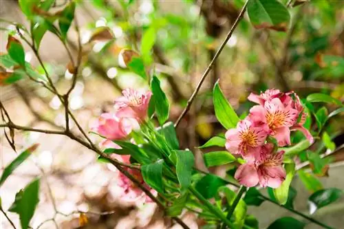 Az Alstroemeria sikeres áttelelése: Ilyen egyszerű