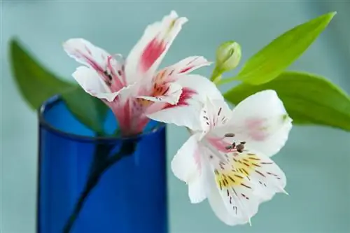 Alsca lilies: meaning and symbolism of this special flower