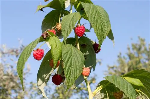 Zawiąż maliny