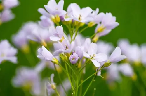 Meadowfoam huchanua lini? Kila kitu kuhusu kipindi cha maua