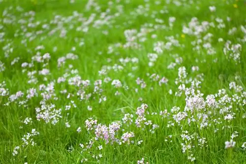 Busa padang rumput yang dapat dimakan: tip penggunaan dan kenikmatan