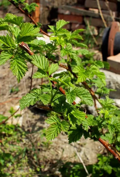 Podar las frambuesas de otoño