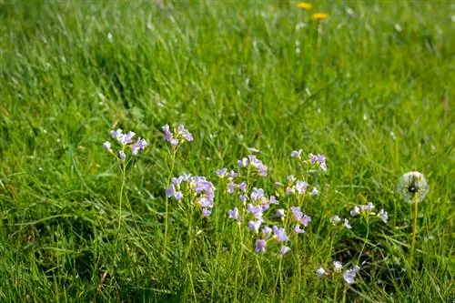 Meadowfoam жегенге болот