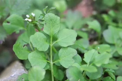 Fjern hårete foamweed