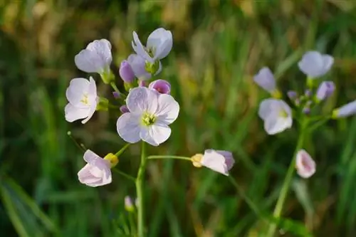 Meadowfoam чөп: профили, колдонулушу жана айыктыруучу эффекттери