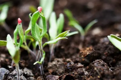 Far germogliare i pomodori: metodi delicati per un successo rapido