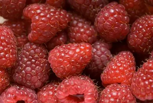 Menanam raspberry musim gugur