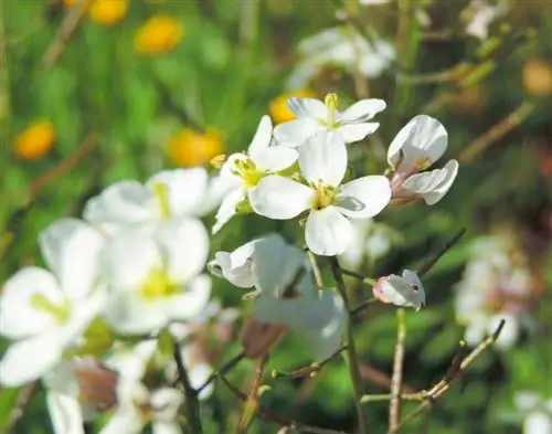 Variedades de ervas espumosas