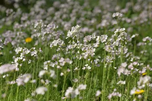 Bekæmpelse af foamweed: Sådan slipper du effektivt af med det