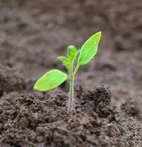 Tomatoes germinate