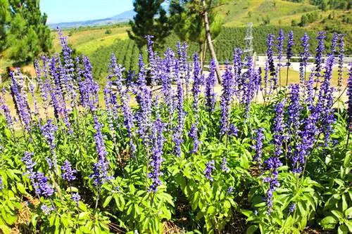 Vatten stäpp salvia