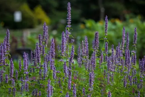 Naging madali ang pagtatanim ng hyssop: mga tip para sa pinakamainam na kondisyon