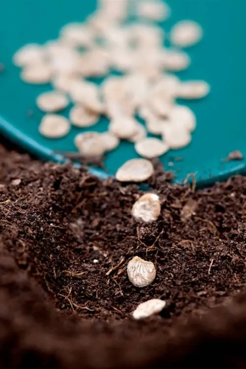 ¿Cuándo sembrar tomates? El momento óptimo para la siembra