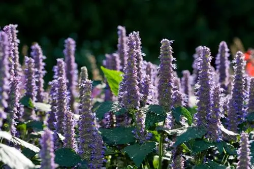 Hyssop hnub